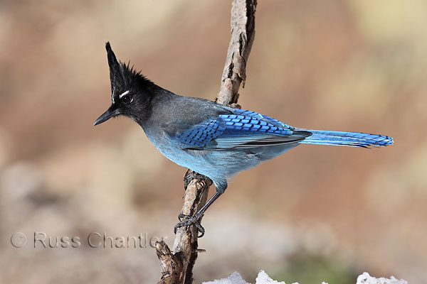 Steller's Jay © Russ Chantler